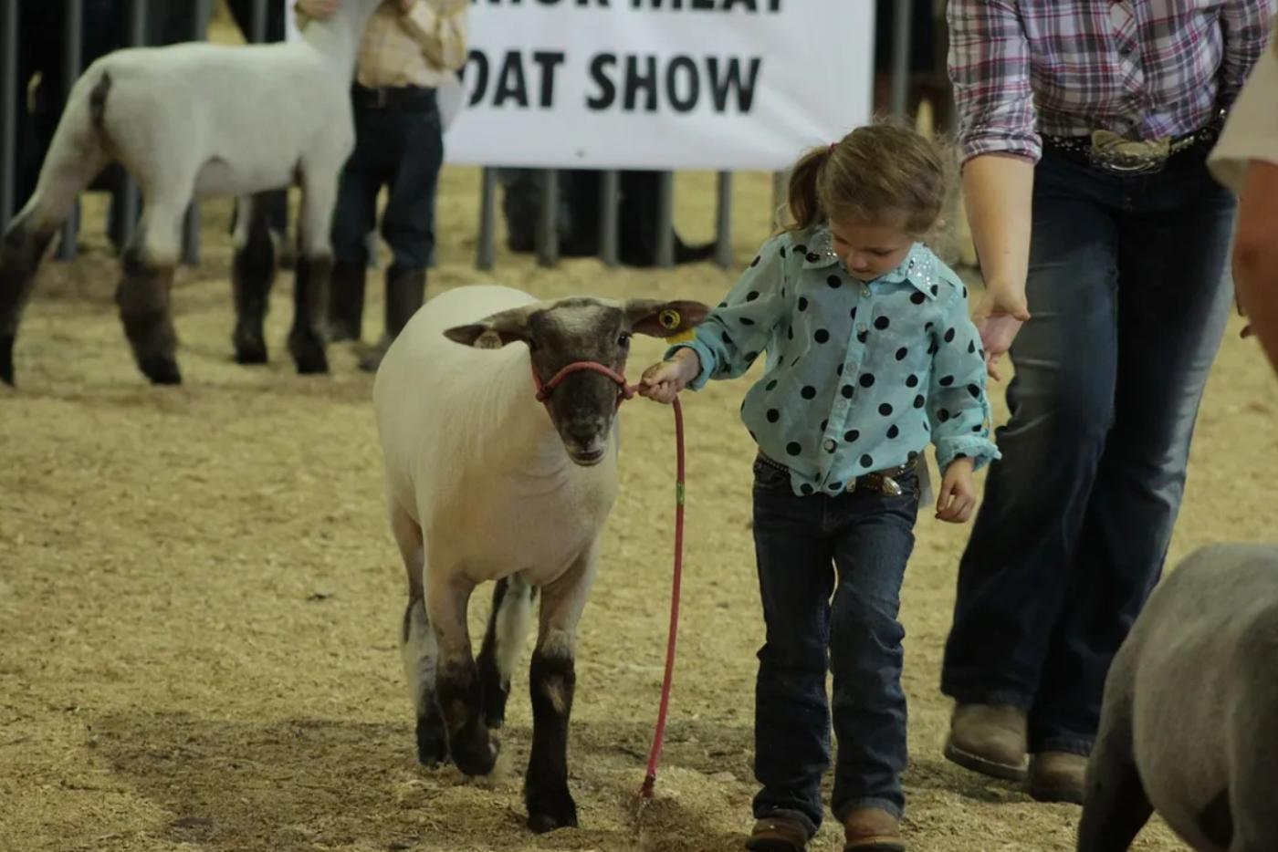 A child holding a sheep on a leash.