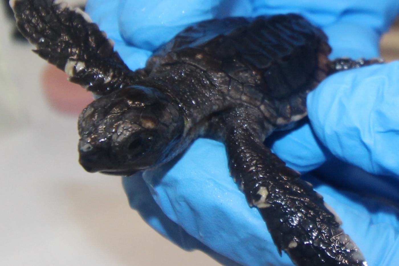 Two Loggerhead Sea Turtle Hatchlings to Make Debut