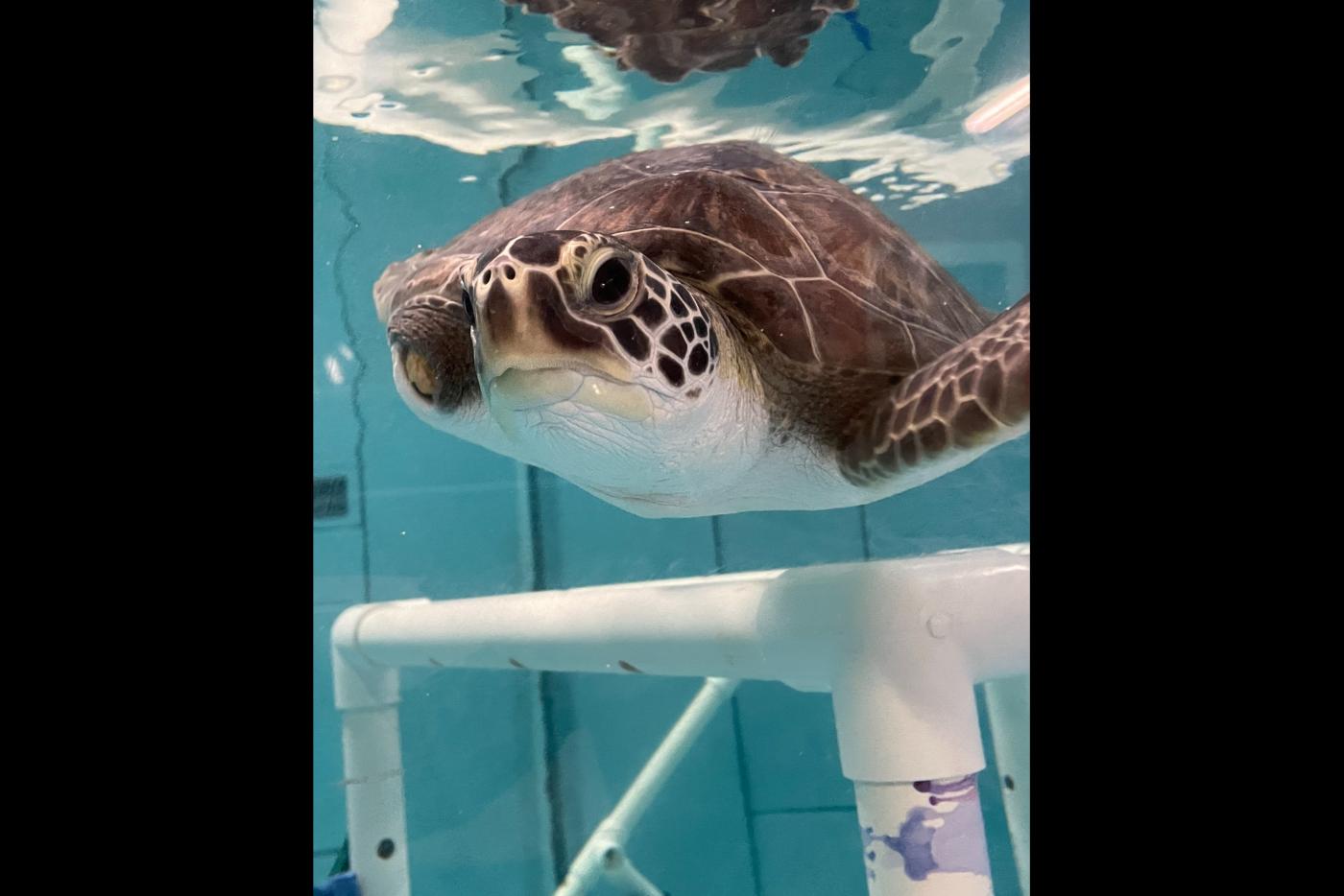 “Pisces” is a green sea turtle that arrived at the S.T.A.R. Center in October and is recovering from successful surgery.