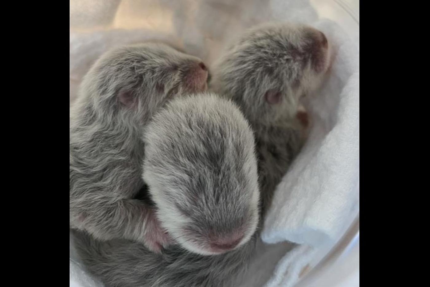 Holidays are Chirpy and Bright with the Birth of Three Otter Pups at the Aquarium