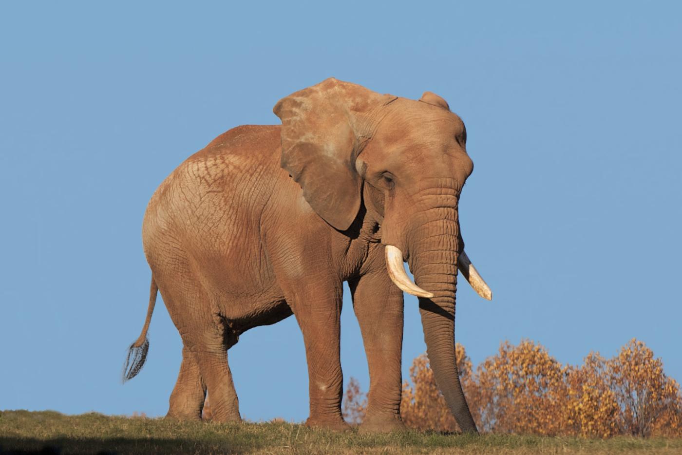 C’sar, the North Carolina Zoo’s longest-tenured resident and the oldest African bull elephant in the United States, came to the Zoo in 1978 when he was about four years old.