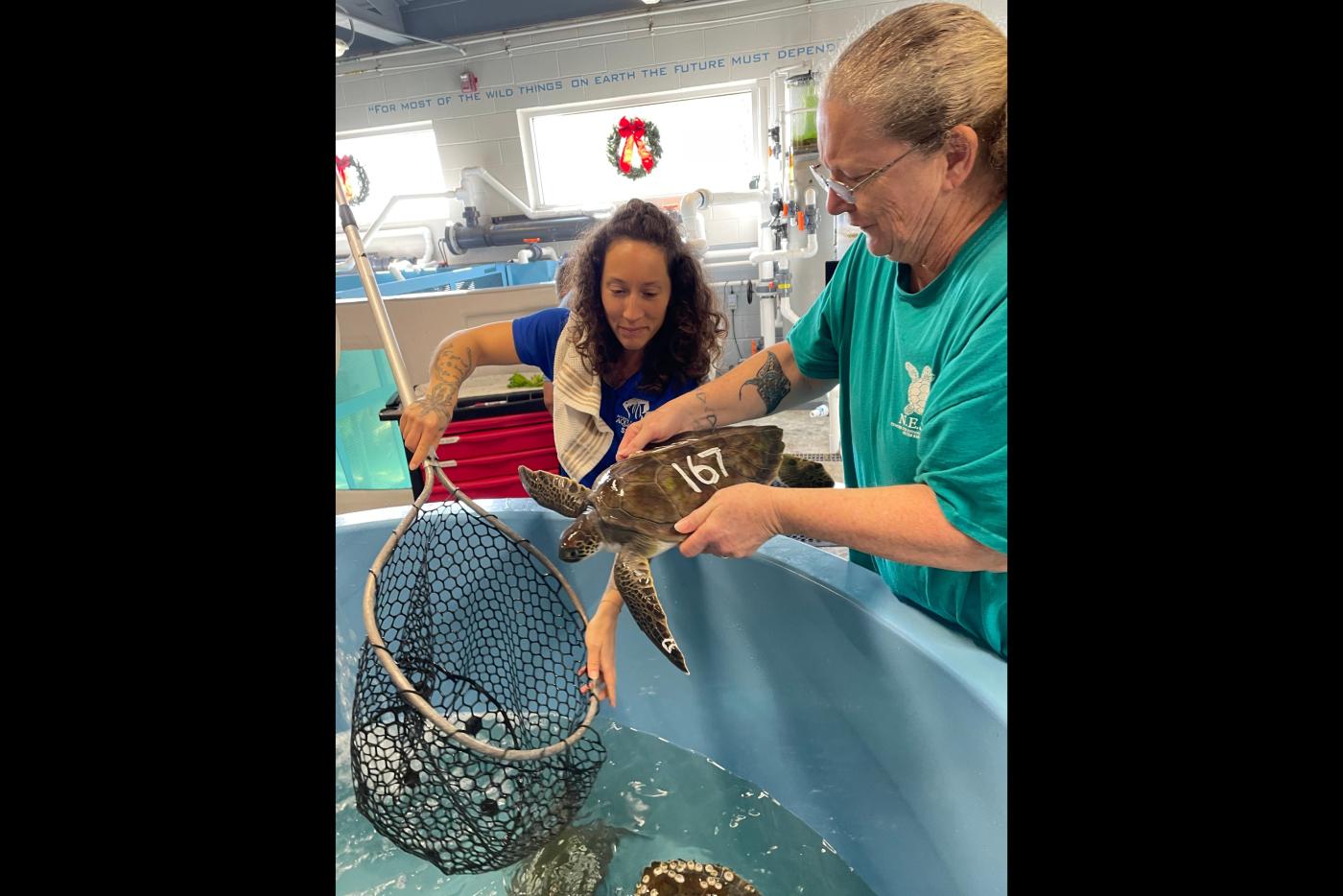 A team of Aquarium staff and volunteers provide care for cold stunned sea turtle patients at the S.T.A.R. Center on Dec. 19, 2025.