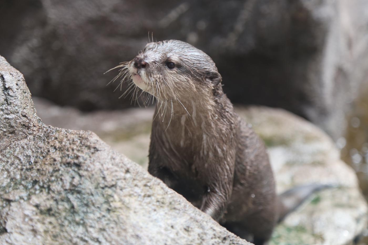 Asta, 17 1/2-Year-Old Otter at the NC Aquarium at Fort Fisher