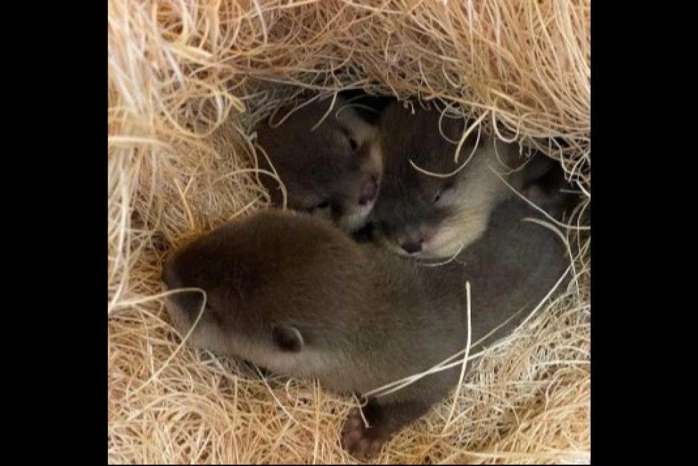 Three Asian small-clawed otter pups born at the NC Aquarium at Fort Fisher on Dec. 5, 2025, need names and the community is invited to vote for their favorites.