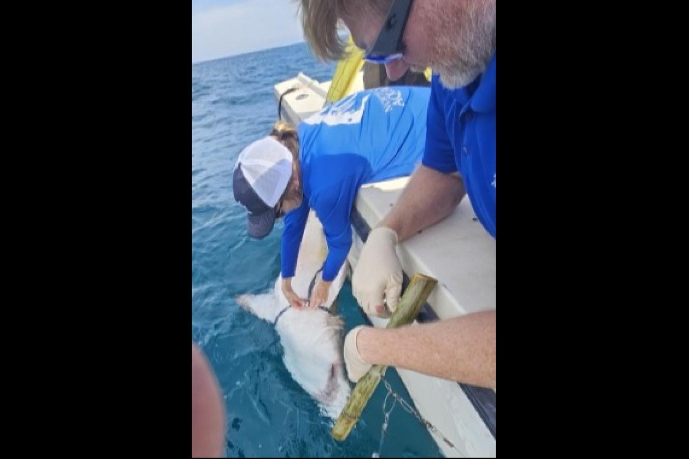  Holly Doerr, North Carolina Aquariums shark research scientist and Clint Taylor, director, NC Aquarium at Pine Knoll Shores take measurements of a sand tiger shark on the Atlantic coast.  