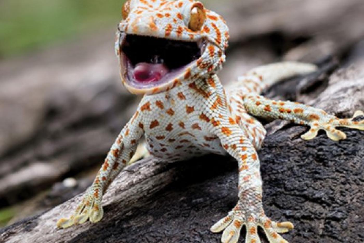 Museum hosts 'Staying Alive' exhibition starting March 14 with reptiles and other animals.