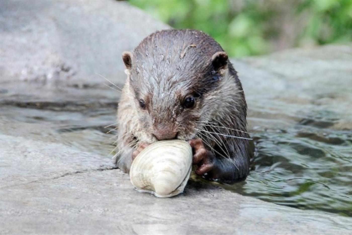 Otter Ray is celebrating a golden birthday on Saturday, March 7 and the otter team is making him a special cake.