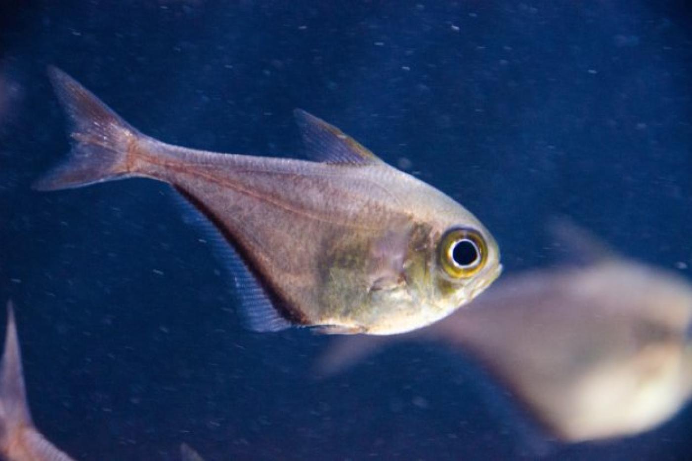 U.S. Aquariums and Universities Collaborate on Transformative Aquaculture of Marine Fish