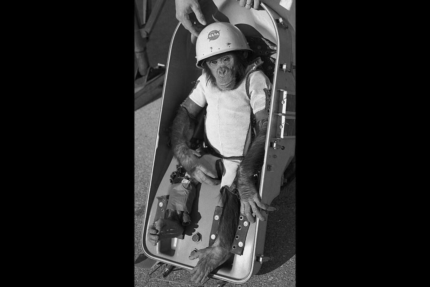 Ham the Astrochimp, the First Hominid Launched into Space, to be Featured on N.C. Highway Historical Marker