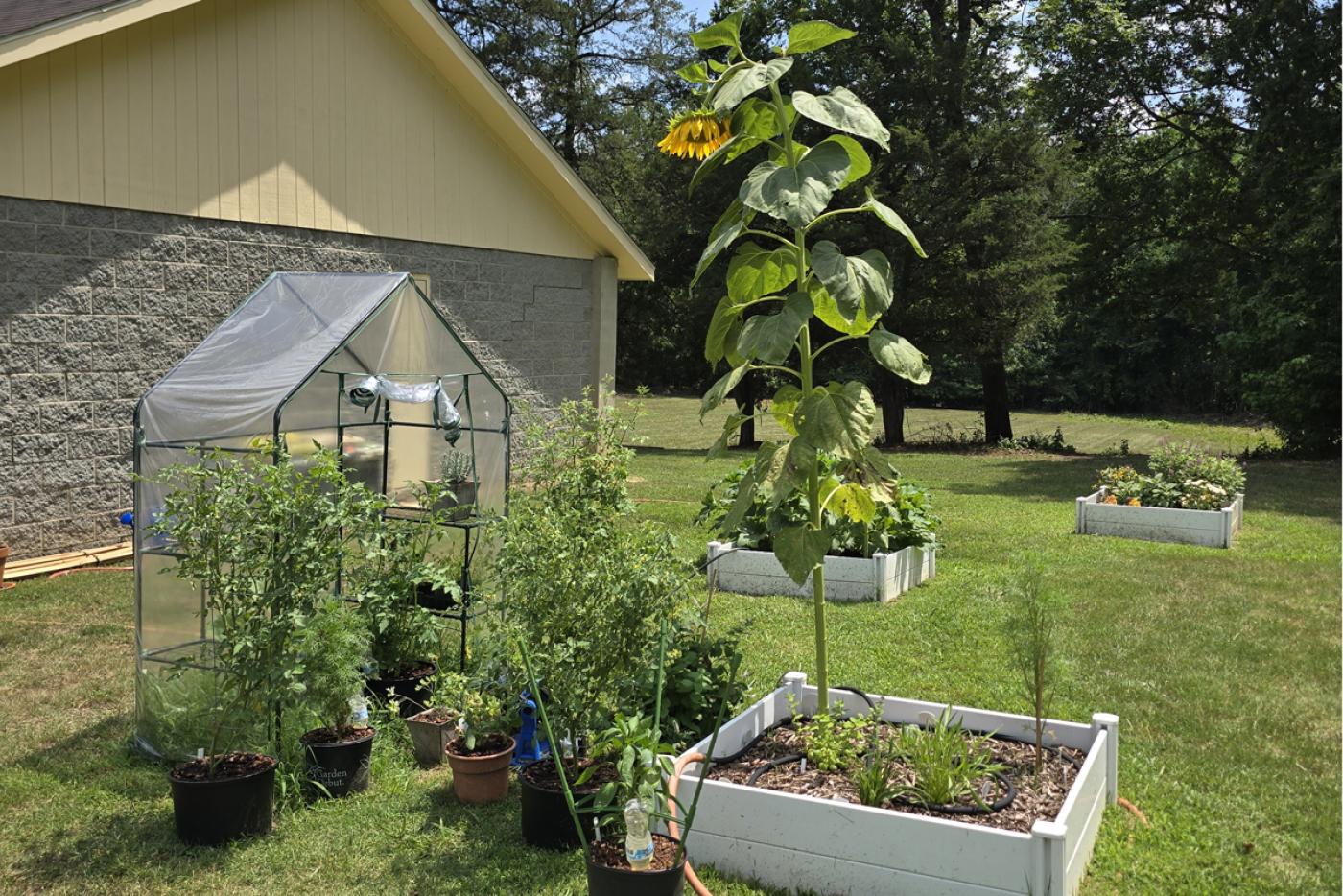 Get Your Hands Dirty at the Charlotte Hawkins Brown Museum’s Fall Gardening Workshop