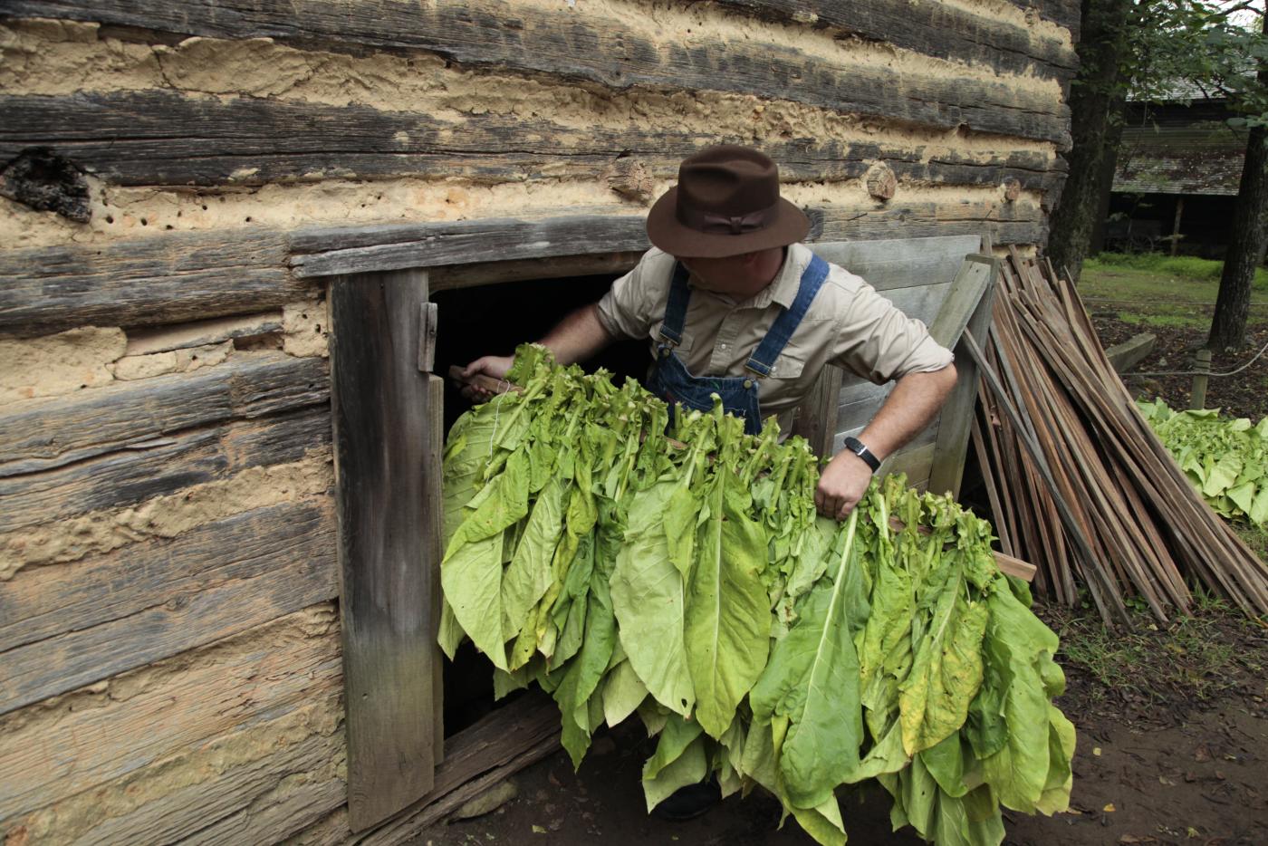 Tobacco is placed in a heated barn for curing, a process that dries the leaves so they can be made into other products.