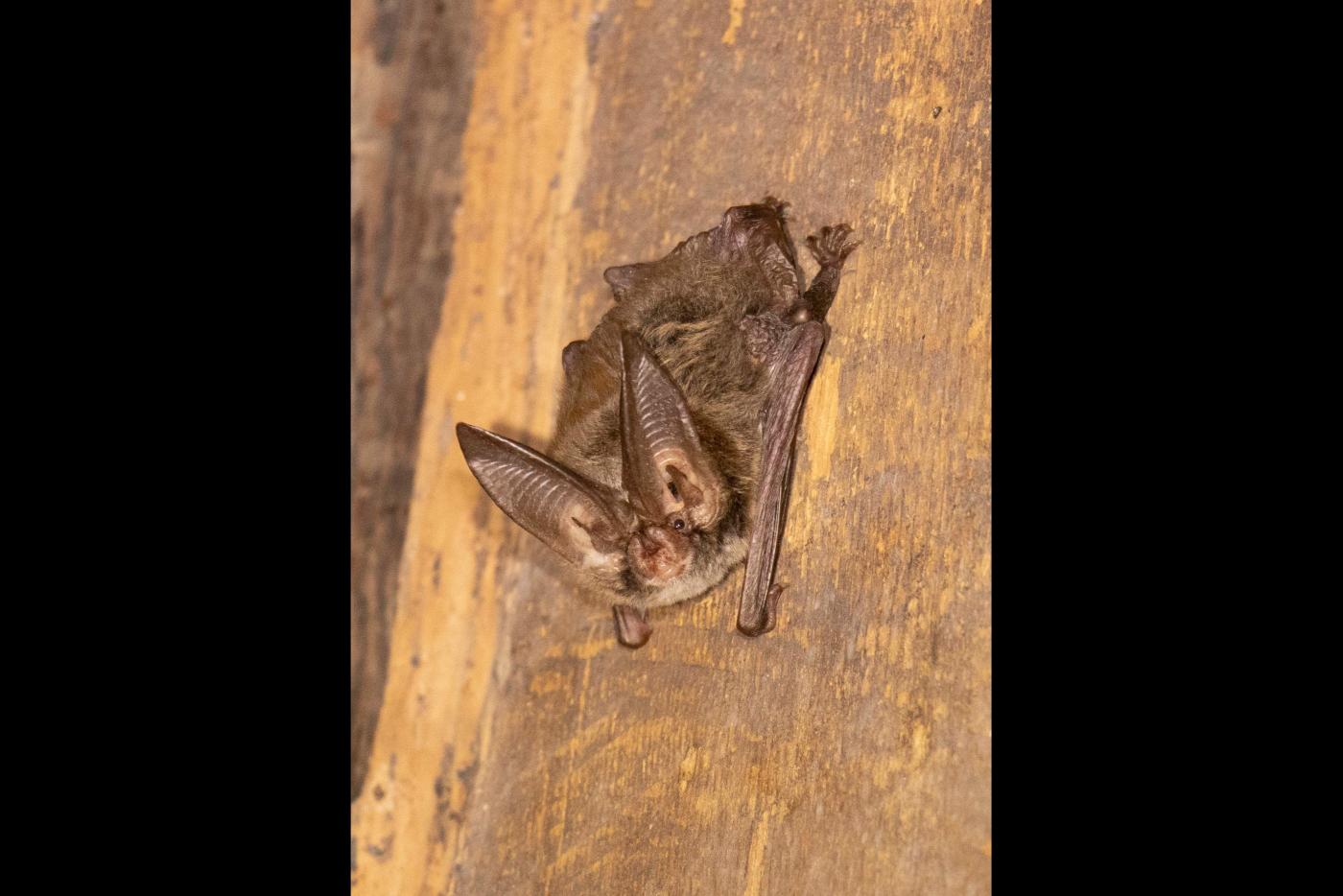 State Parks, Museum of Natural Sciences to Host 'Bat Blitz' Species Survey
