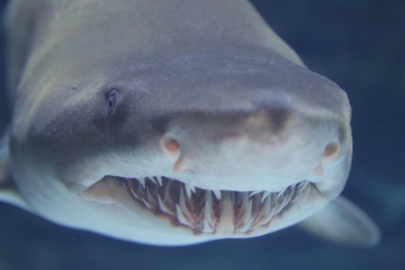NC Aquarium Society Hosts Shark Event to Raise Awareness and Funds