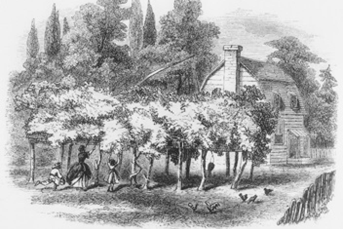 Scuppernong grape arbor beside a dwelling in northeastern North Carolina as depicted in an 1859