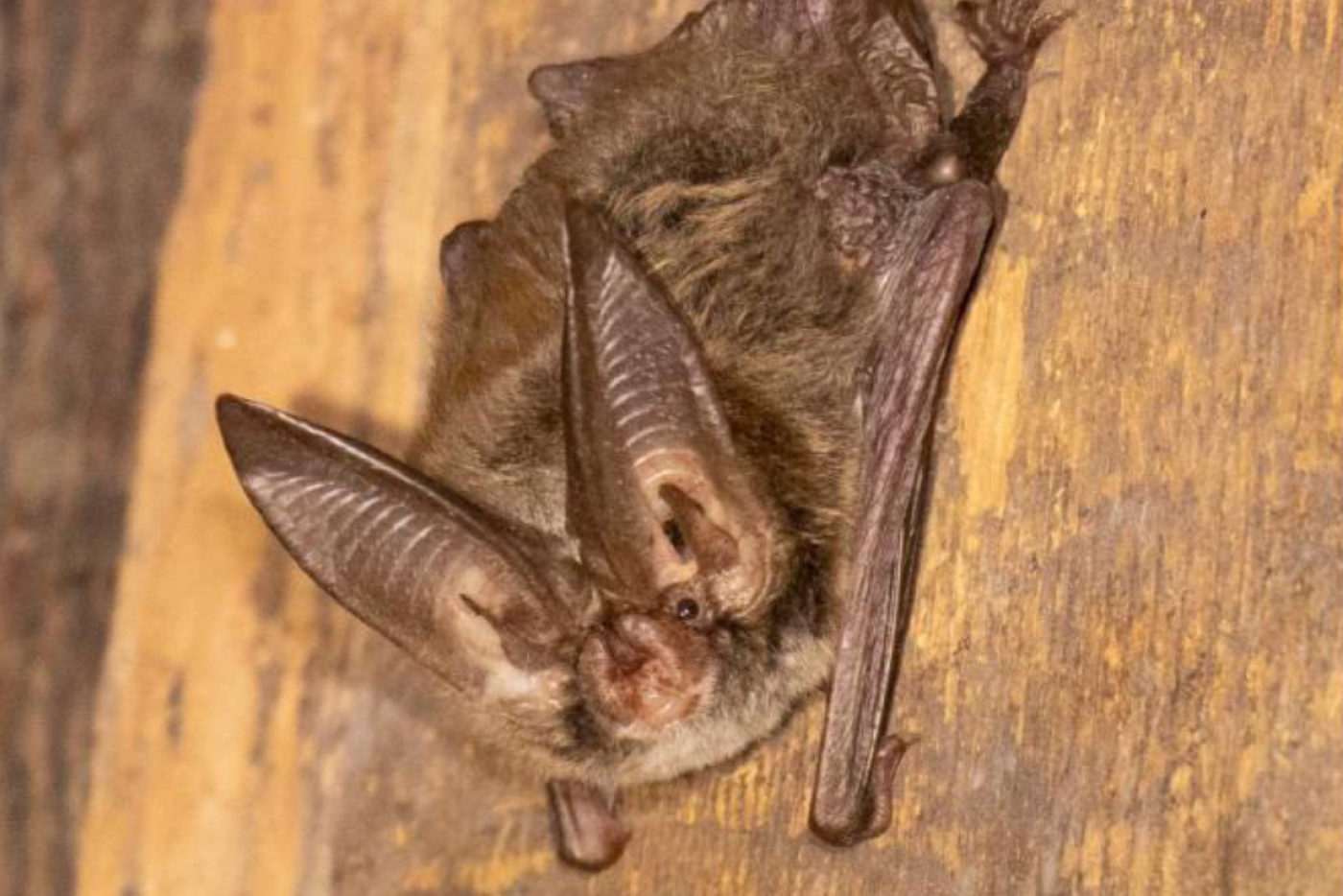 Eastern Big-eared Bat