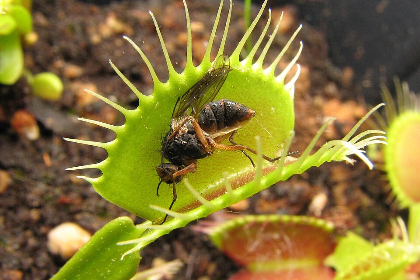 Venus fly trap. Image from By Beatriz Moisset through Wikipedia. 