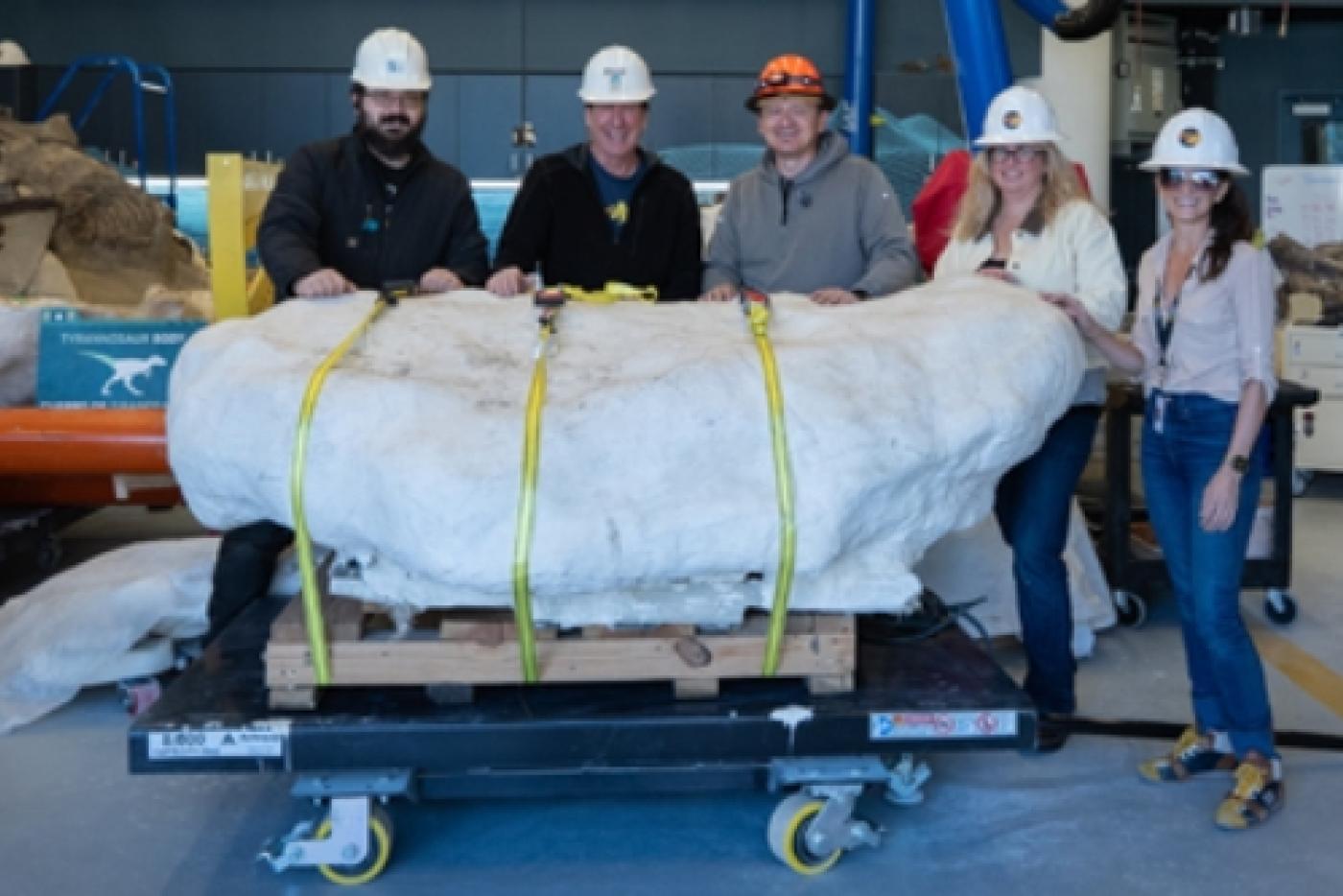 Rare Ostrich-like Dinosaur Ready for Study at the N.C. Museum of Natural Sciences