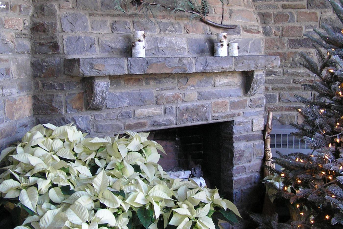 A large brick fireplace next to a Christmas tree and a large amount of white poinsettias.