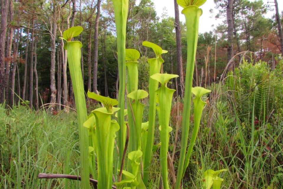 Carnivorous pitcher plants growing wild.