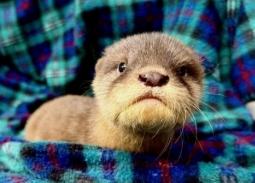 Otter #1 – Smallest and quietest. Usually has a grumpy face