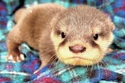 Otter #3 – Longest. Sweet. Freckles on his nose.