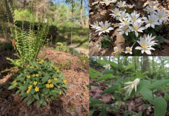 In April the woodlands in the NC Museum of Art, Museum Park are full of native wildflowers, such as this Green and Gold, Perfoliate Bellwort, and Bloodroot.