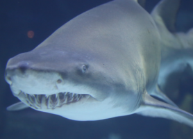 Fort Fisher Aquarium
