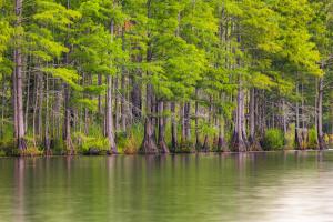 Carvers Creek State Park