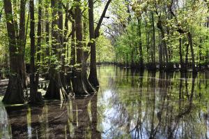Merchant's Millpond state park