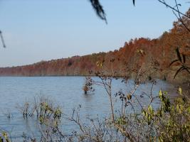 Pettigrew State Park