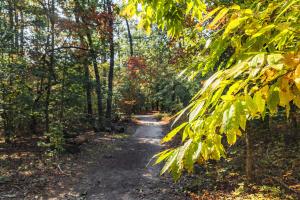 Weymouth Woods-Sandhills Nature Preserve