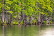 Carvers Creek State Park