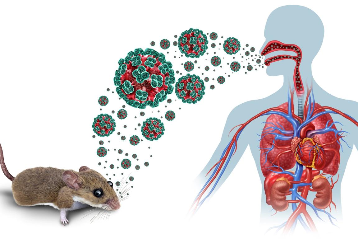 Hantavirus virus image connecting from a deer mouse to a human respiratory system