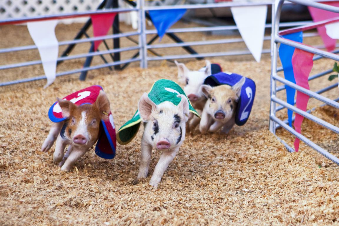 Four pigs race during an agricultural fair.