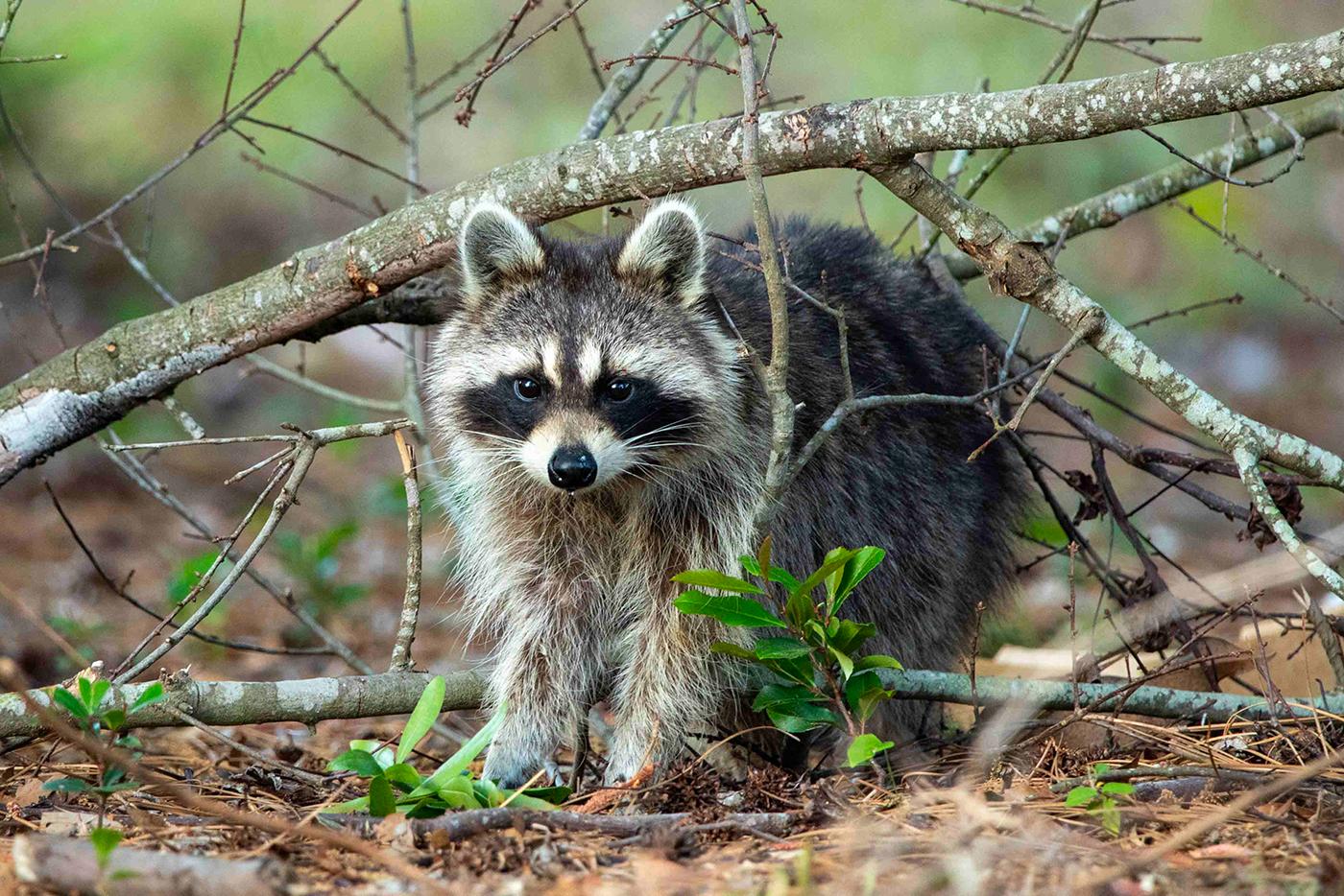 A raccoon digs into some trash found near a park in Wilmington.