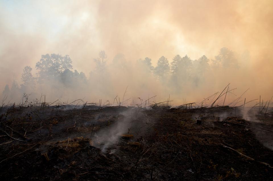 Smoke and charred landscape from a prescribed forest fire burn, immediately following a logging clear cut in North Carolina.