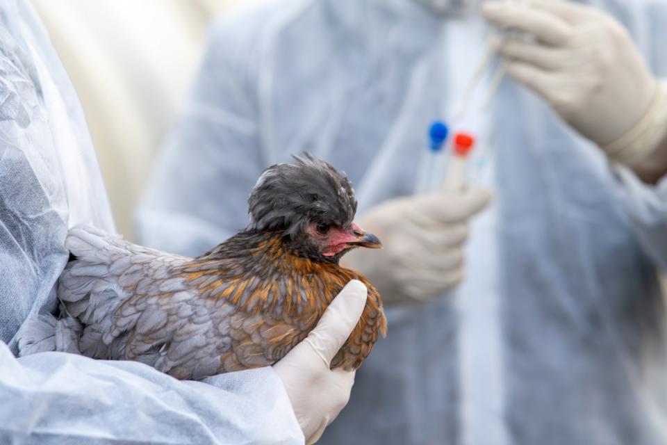 A veterinarian analyzes a chicken for avian flu, while another veterinarian holds a swab.