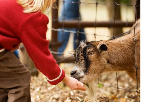 A young child feeds a goat at an agricultural fair/exhibit.