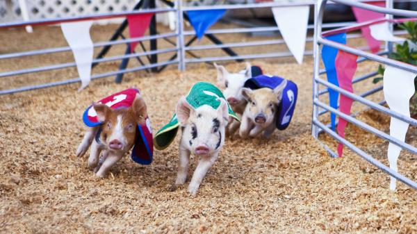Four pigs race during an agricultural fair.