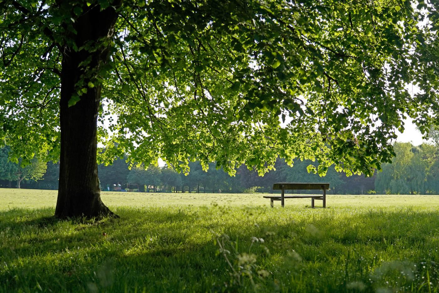 Outdoor scene with tree, bench and field.