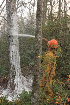 Firefighter in a forest spraying a tree with a hose