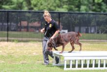 Female ALE agent walking a brown dog on a leash over an obstacle. 