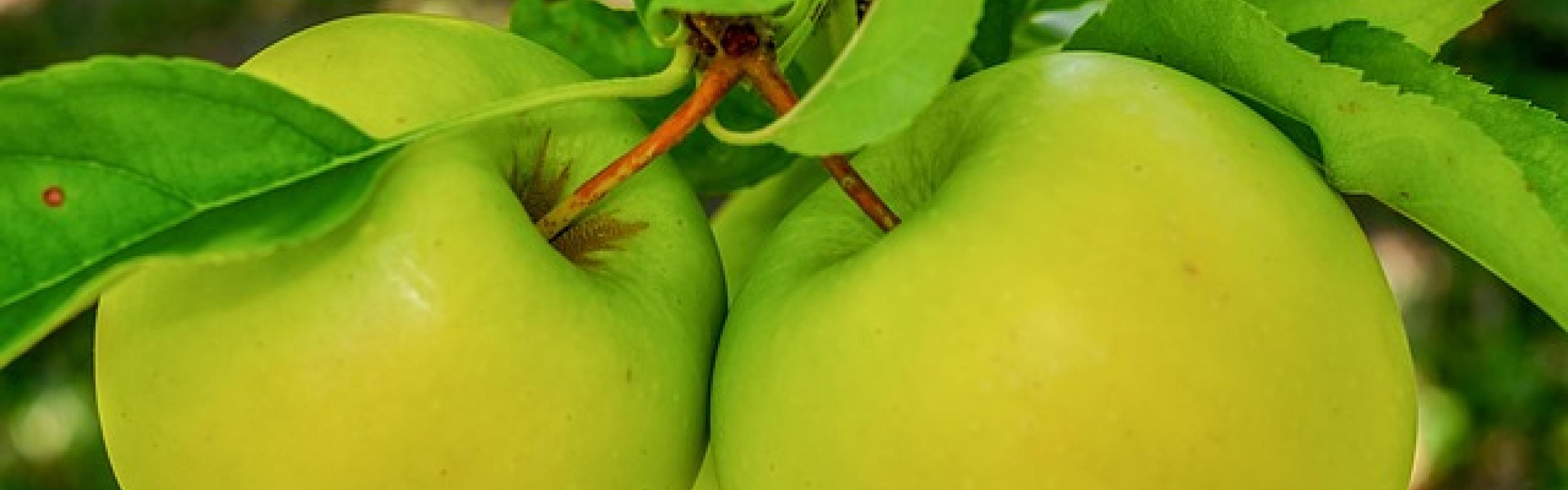 Two yellow-green apples growing on a tree.