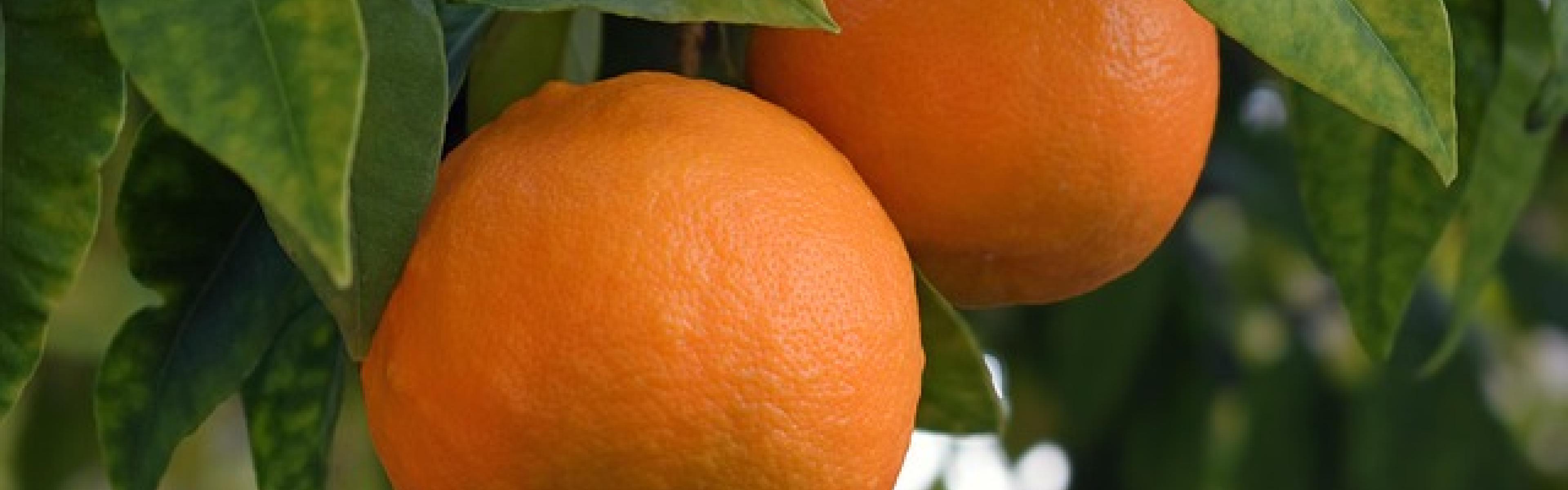Two oranges growing on a tree.