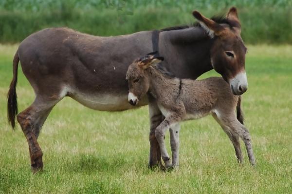 Mother and baby donkeys nuzzling each other in a grassy field.
