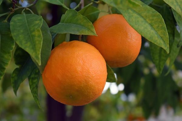 Two oranges growing on a tree.