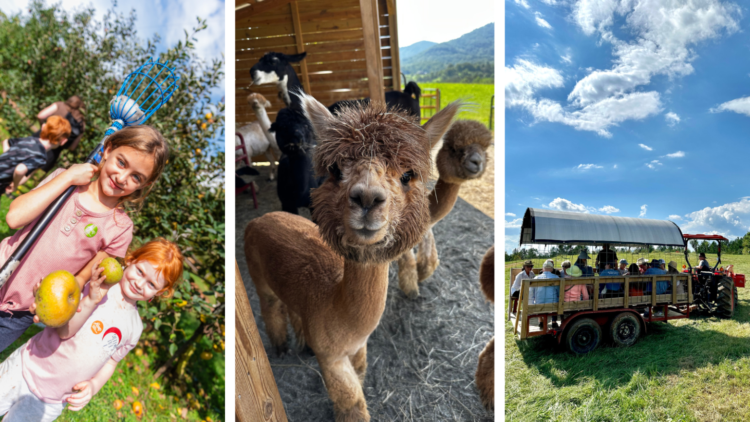 Three photos representing family farm visits including an apple farm, an alpaca farm and a hayride