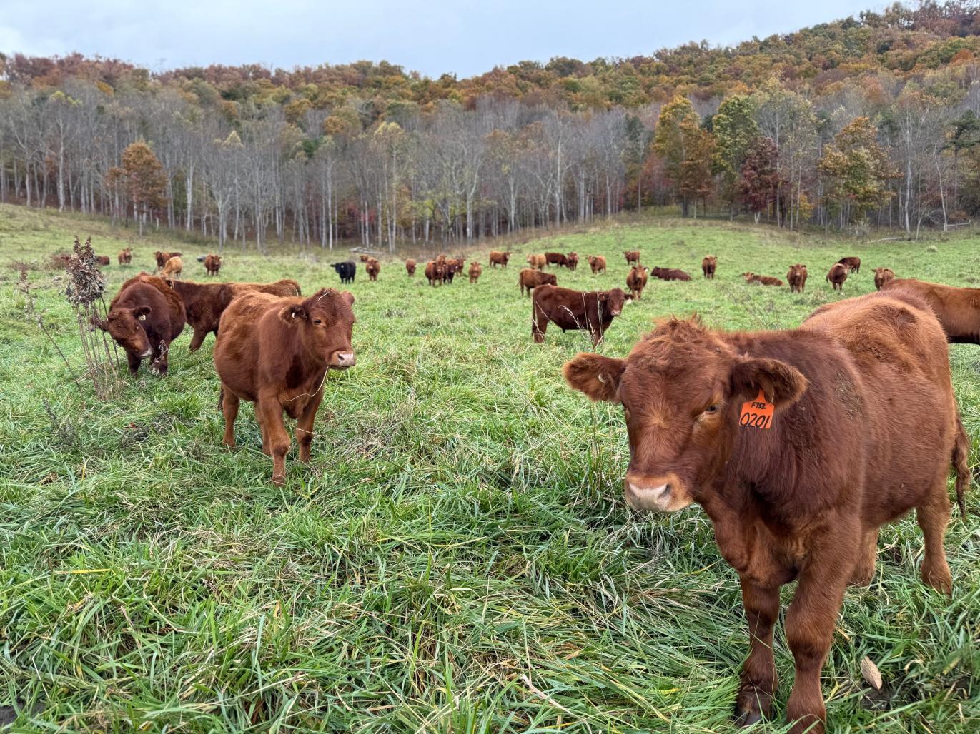A herd of brown cows graze in a green mountain meadow