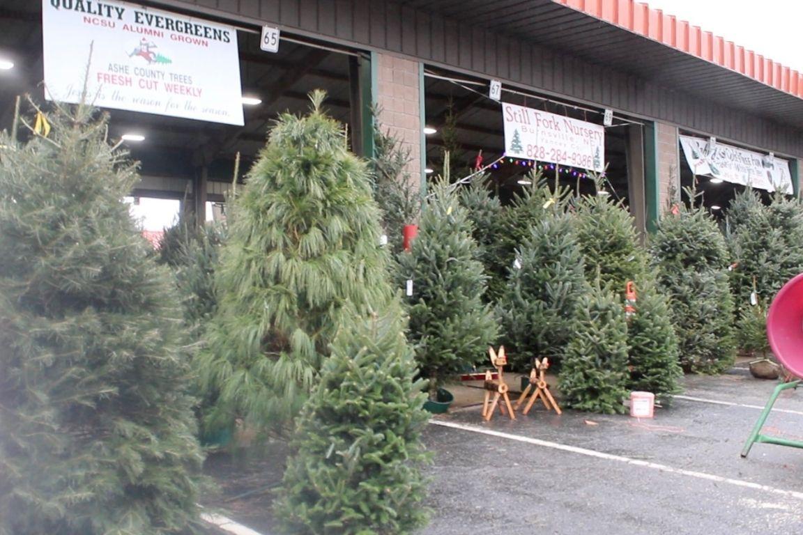 Christmas tree lot on a rainy day