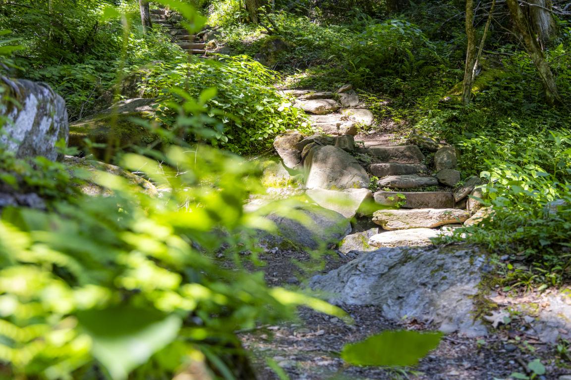 Stone steps guide a path up a treed mountain trail